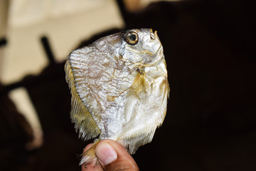 Fresh dry fish in a persons hand ,who is holding it very gently with his fingers