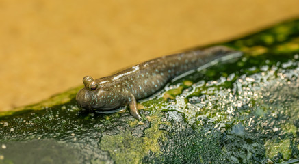 mudskipper in detail on ground with green algae