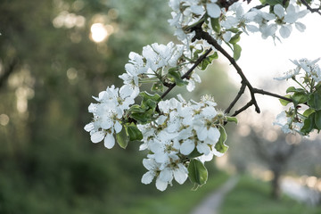 Cherry and Apple blossom 