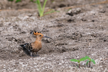 Eurasian Hoopoe or Common hoopoe or Upupa epops