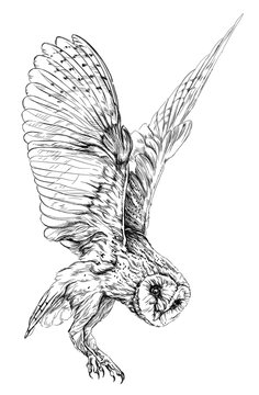 Sketch of Barn owl. isolated on white vector illustration