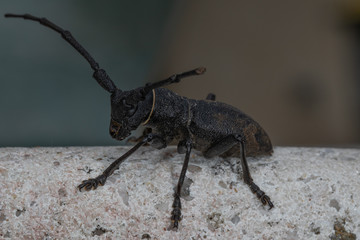 Morime Rugueux  (Morimus)