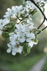 Cherry and Apple blossom 