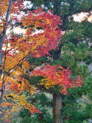 Colourful tree foliage in Japan as leaves change through the autumn season.