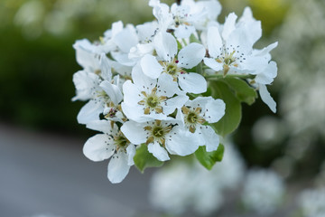 Cherry and Apple blossom 