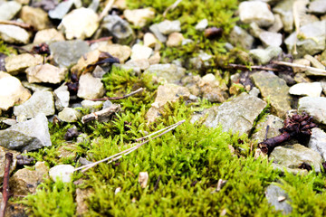 Close up moss on rocks