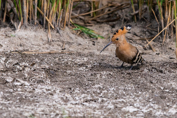 Eurasian Hoopoe or Common hoopoe or Upupa epops