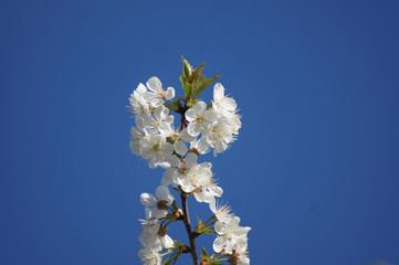 Weiße Blüte einer Sauerkirsche Prunus cerasus