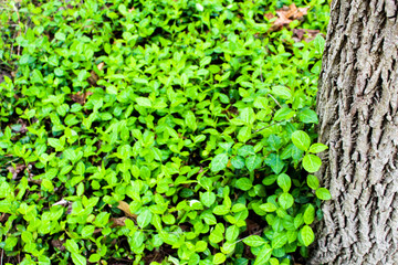 Close up leaves