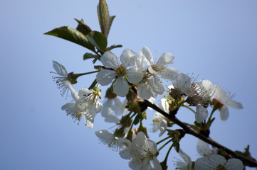 Weiße Blüte einer Sauerkirsche Prunus cerasus