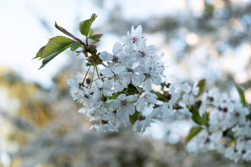 Cherry and Apple blossom 