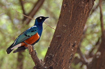 Superb Starling
