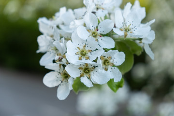 Cherry and Apple blossom 