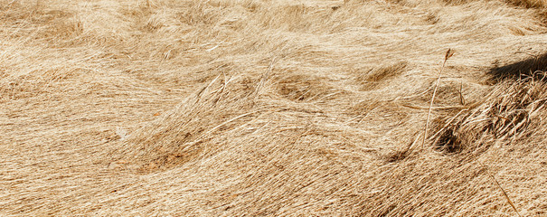 Dry grass, crushed by wind and rain, lies in a field. Yellow dead grass, natural background.
