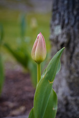 Beautiful tulips growing outside. Close pink tulip.