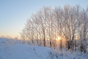 trees in the snow