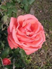 pink rose in garden
