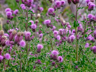Obraz premium A group of thistle in grow wild in fields and meadow land near Malham, Yorkshire Dales National Park, UK