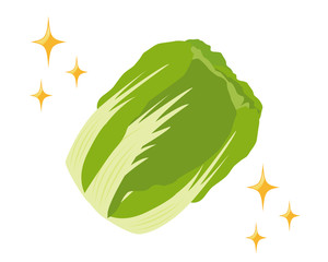 白菜　野菜　ベクター