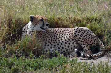 Pregnant Cheetah