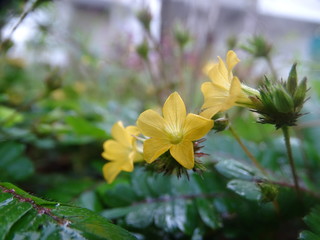 Beautiful Images/Photos of Flowers and Plants