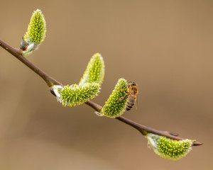 bee pollinating on pussy willow catkins