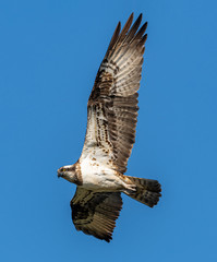 river hawk or western osprey (Pandion haliaetus) in flight