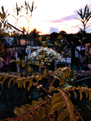 Fototapeta na wymiar Tree at sunset