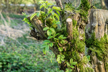 Nature with a mossy tree and sprouts of the first leaves in the evening spring forest. Scandinavian-style landscape in soft, natural colors.