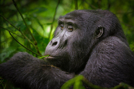 Black gorilla among the nature