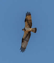 river hawk or western osprey (Pandion haliaetus) in flight