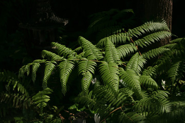 Details of the fern With the sunlight that hits