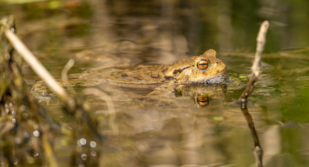 common toad frog in the water