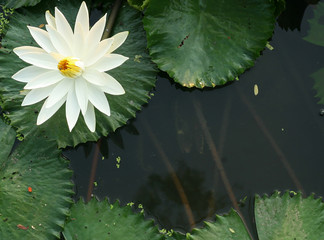 Lotus and Lotus leaf for natural Background.