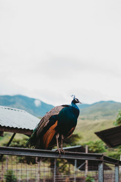 Bright peacock on fence in reserve