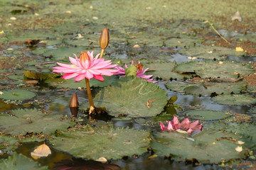 Lotus flower of pink color in the morning