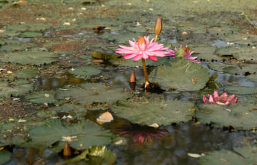 Lotus flower of pink color in small lake.