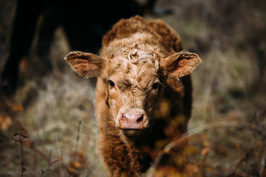 Brown cow calf looking at camera while standing on a meadow