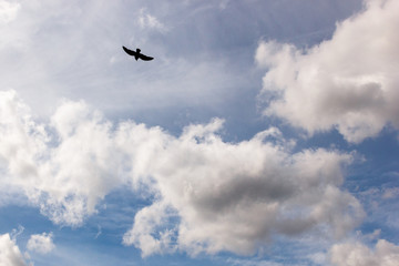 cumulus and high-cumulus clouds of an average tier on blue heavenly space