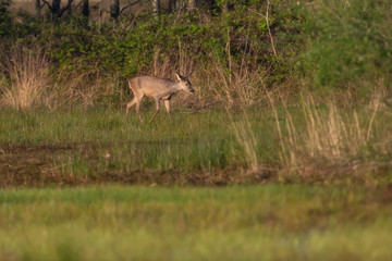 Naklejka na ściany i meble Alert roe deer doe walking back to bushes.