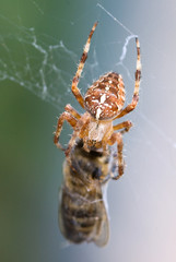 Kreuzspinne im Netz mit Beute