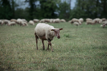 Obraz premium Sheep graze in the meadow. Close-up 