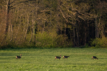 Alert group of roe deer standing in meadow near forest.