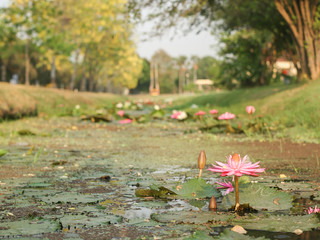 Lotus flower of pink color .