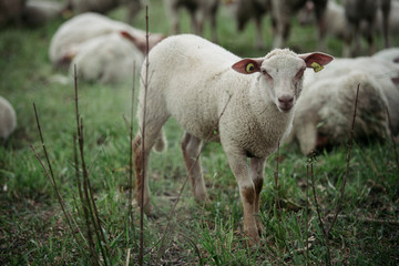 Naklejka na ściany i meble Sheep graze in the meadow. Close-up 