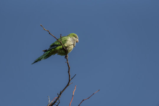 From below adorable green Aratinga bird sitting on thin tree branch under blue sky