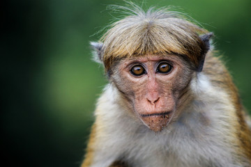 Sri lankan Monkey