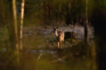 Naklejka na ściany i meble Alert young roe deer in sunlight in woods during golden hour.