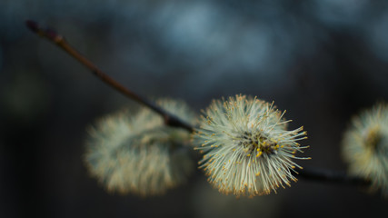 Twig with spring flower buds