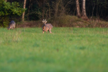 Grazing young roe deer in forest meadow.
